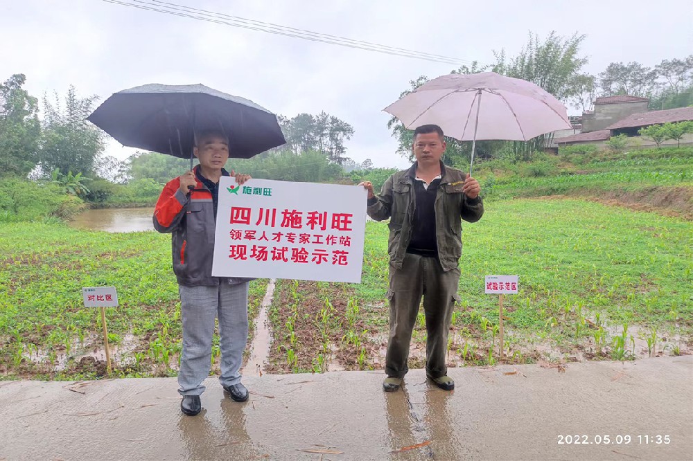 翠屏区牟平镇民新社区高粱