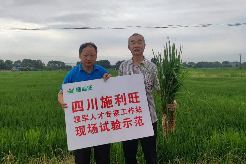 广汉市与川农合作水稻实验