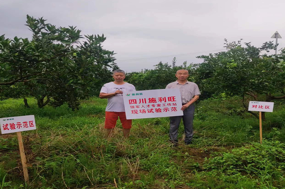 南溪区自由村塔罗科血橙