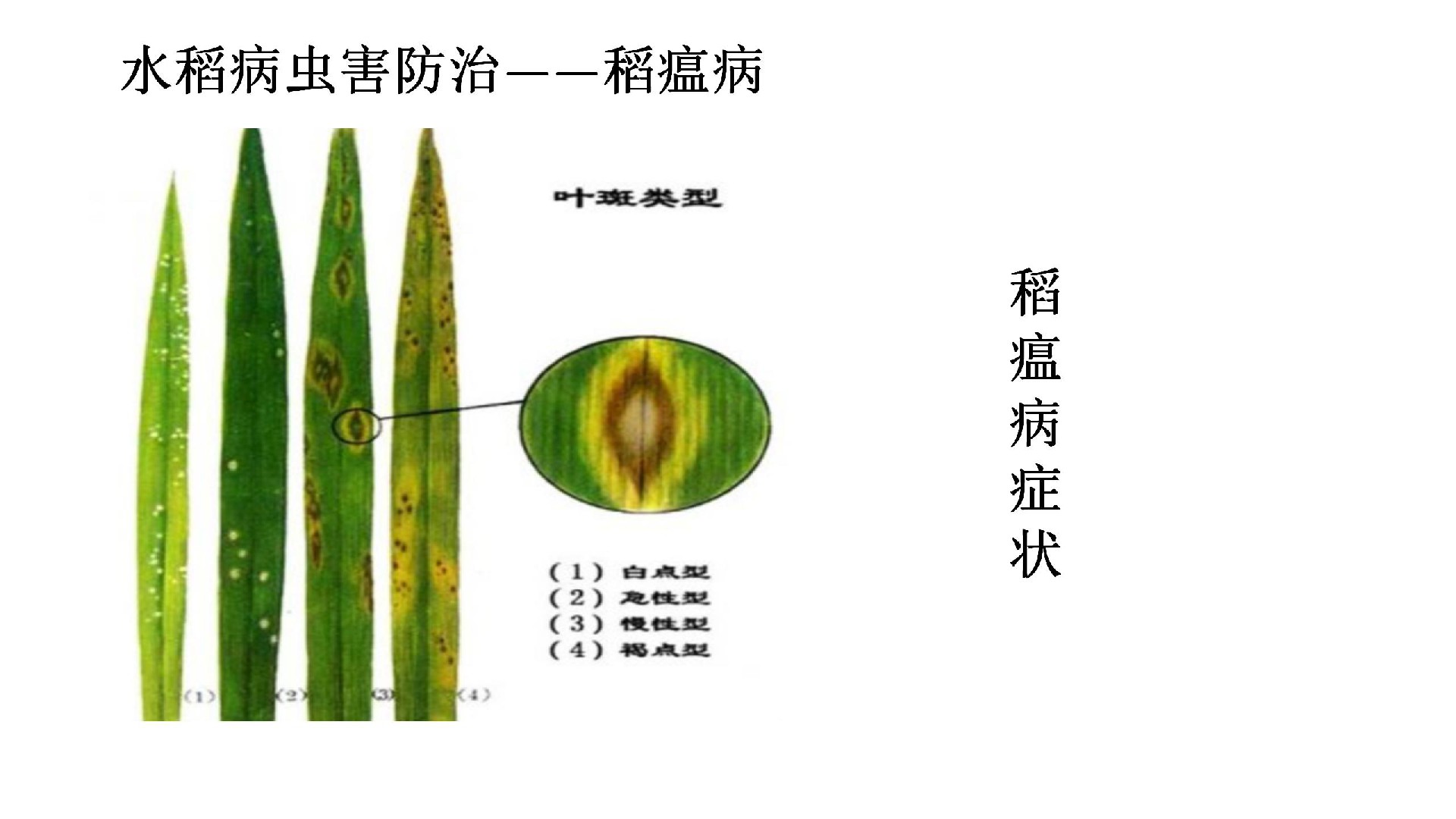 施利旺水稻中后期水稻中后期病虫_02.jpg