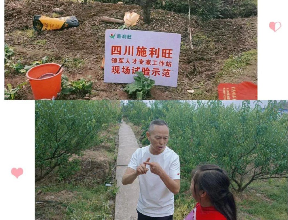 屏山县锦屏镇富荣社区李子